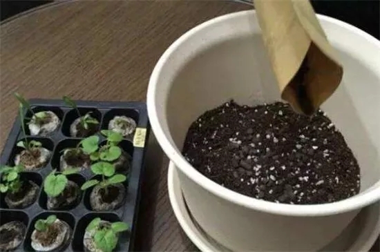 哈爾濱珍珠巖廠家